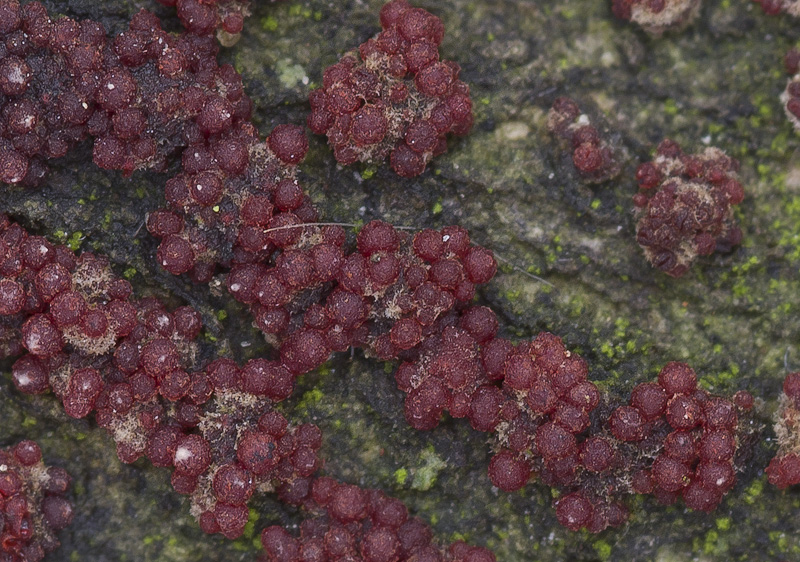 Nectria cinnabarina